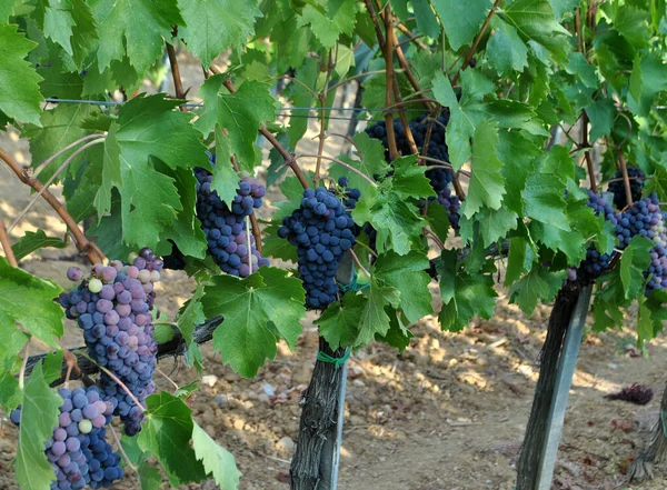 Vineyards Tuscany Italy — Stock Photo, Image