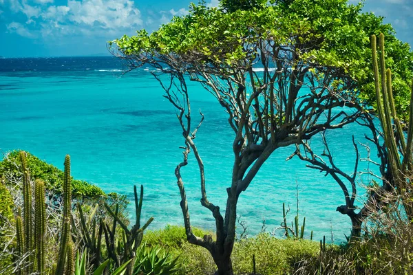 Mar das Caraíbas e palmas — Fotografia de Stock