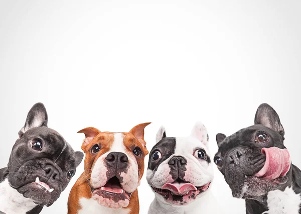 Französische Bulldoggen isoliert über weißem Hintergrund — Stockfoto