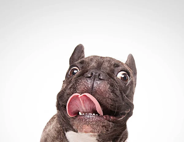 Französische Bulldoggen isoliert über weißem Hintergrund — Stockfoto