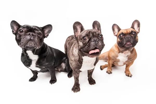 French bulldogs isolated over white background — Stock Photo, Image