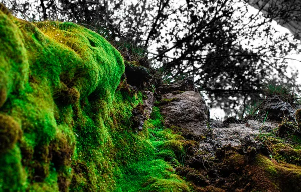 Macro Disparo Una Roca Cubierta Musgo Después Una Tormenta — Foto de Stock