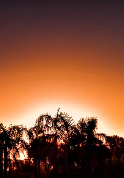 Mejor Puesta Sol Naranja Con Palmeras — Foto de Stock