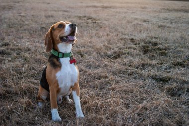 Beagle dog geçen yılın çimenleriyle güneşli bir günde bir tarlada oturur.
