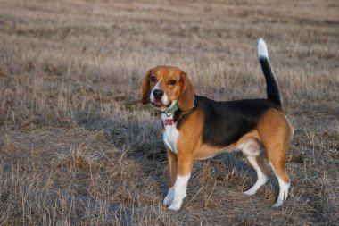 Beagle Dog geçen yılın çimleriyle güneşli bir günde bir tarlada duruyor.