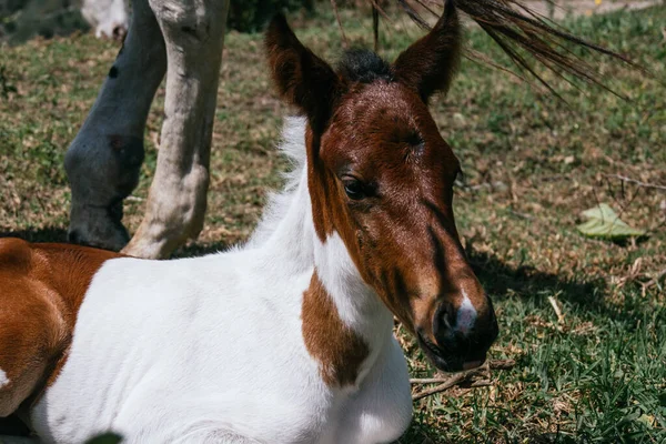 Yegua Potro Madre Hijo Caballos Pinto Día Soleado —  Fotos de Stock