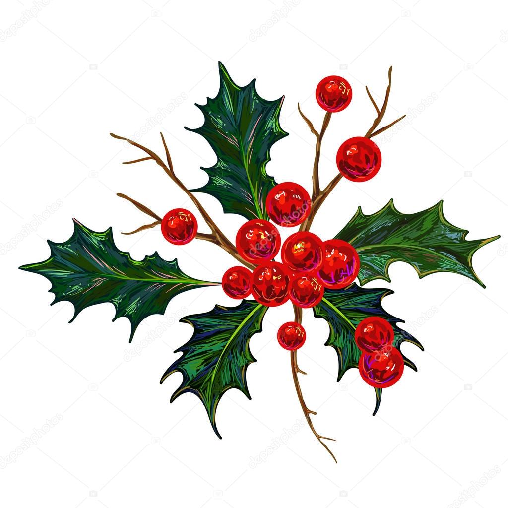 Holly Berry Vector illustration. Botanical drawing, Christmas arrowhead plant, red berries. famous Christmas plant. Winter red berries for your design