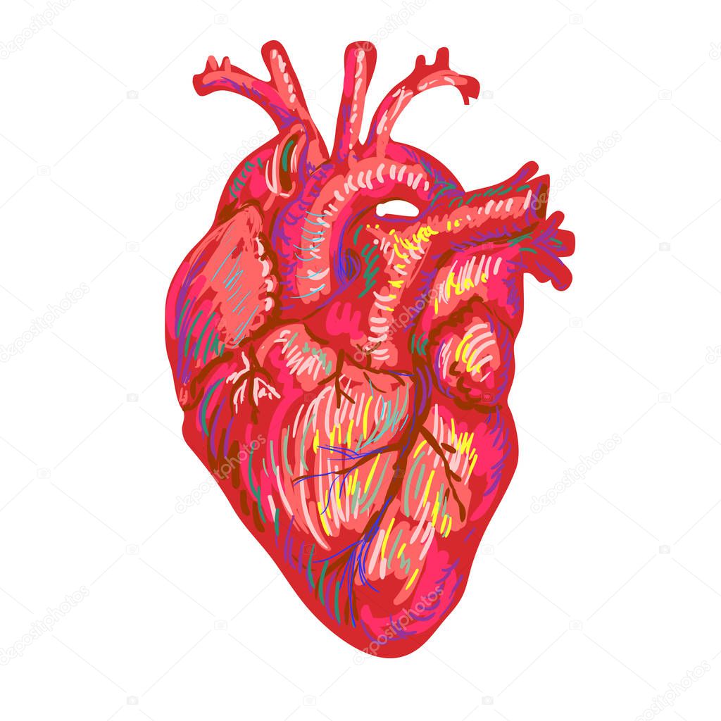 Human heart sketch design. Medical anatomical art. Coronal artery thrombosis. The cause of coronary heart disease is a narrowing of the arteries that supply the heart with blood