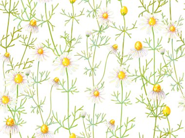 Papatya çiçeği ile sorunsuz çiçek desenli. Yaz arka plan. Bitkisel ilaç. Vektör çizim. Duvar kağıtları, desen dolgularını, web sayfası arka planlar, yüzey dokuları, tekstil için mükemmel