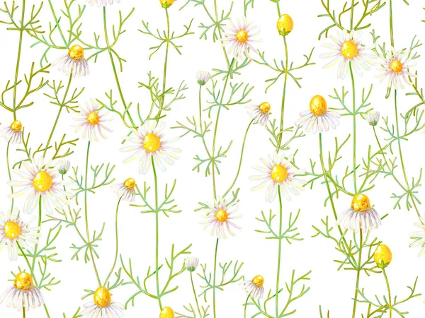 カモミールの花のシームレス花柄夏の背景。漢方薬。ベクトルの図。壁紙、パターンの塗りつぶし、web ページの背景、表面のテクスチャ、繊維に最適 — ストックベクタ