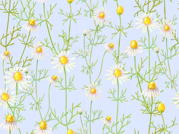 Padrão floral sem costura com flores de camomila. Fundo de verão. Medicina herbácea. Ilustração vetorial. Perfeito para papéis de parede, enchimentos padrão, fundos da página web, texturas de superfície, têxtil — Vetor de Stock