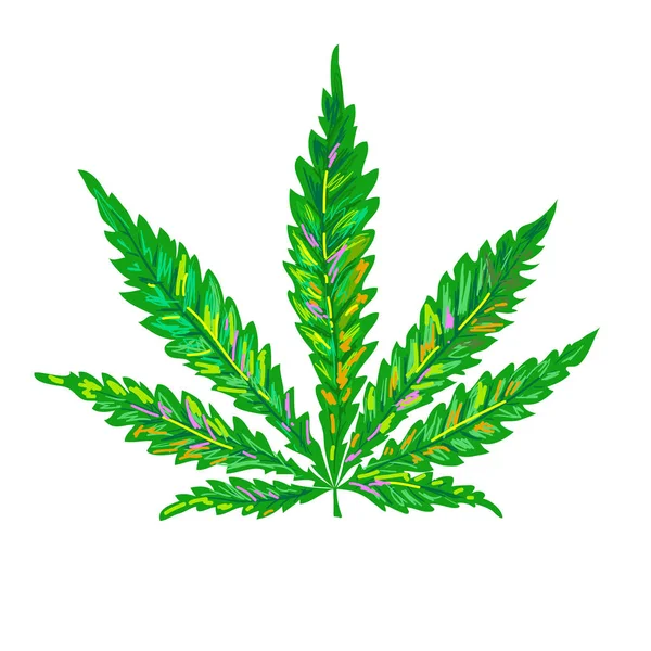 Ganja. Cannabis daun. Daun sketsa hijau pada latar belakang putih - Stok Vektor