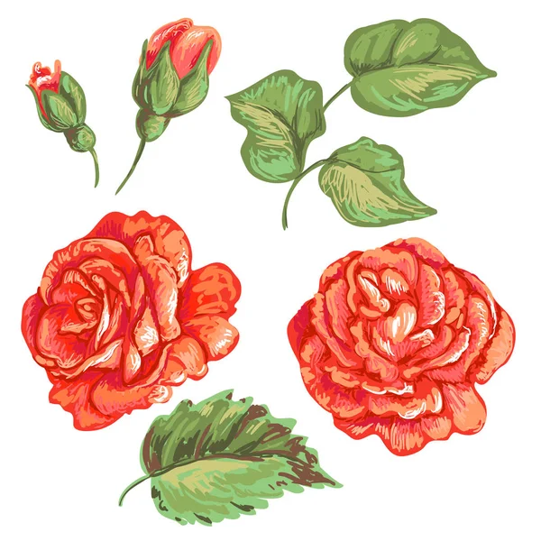 Set de rosas florales. Colección de arte botánico — Archivo Imágenes Vectoriales