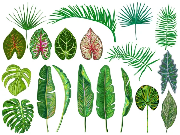Tropikal yaprak kümesi. Orman vektör çizim. Elle çizilmiş botanik tasarım öğeleri üzerinde beyaz izole Vintage büyük koleksiyonu. Yaz tropikal tasarım. Yeşil palmiye yaprakları. Güzel moda sanat — Stok Vektör