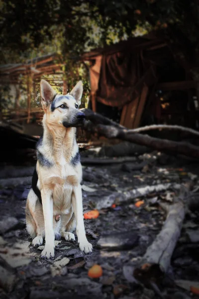 Perro Paféaleman Campo — стоковое фото