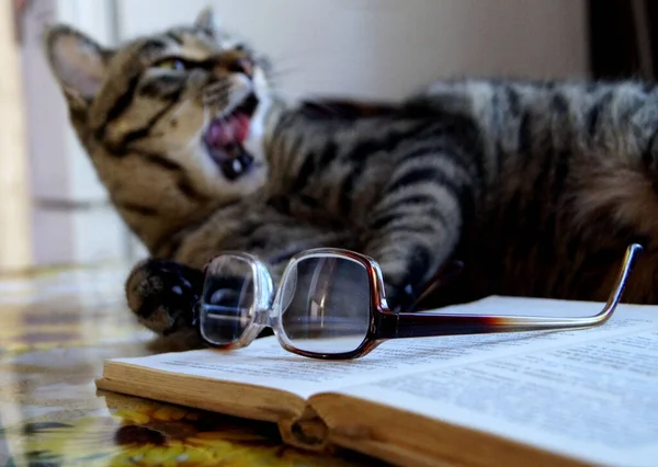 Kočka Zívne Otevřené Knihy — Stock fotografie