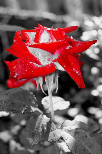 Red Rose Evening Garden — Stock Photo, Image
