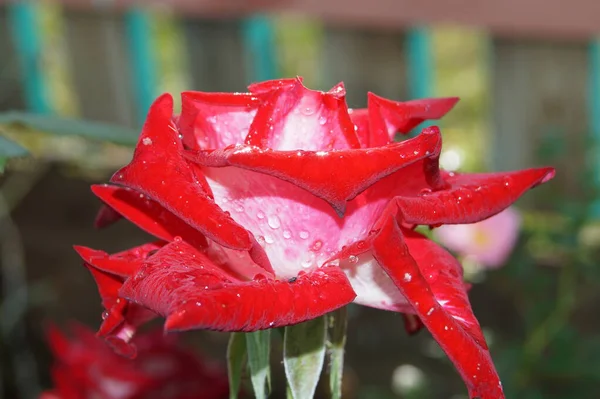 Garden Red Rose Dew — Stock Photo, Image