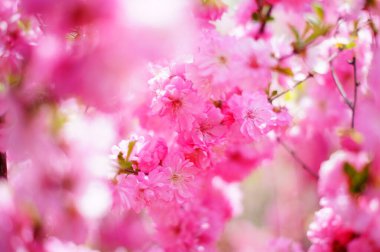 Bahar bahçesinde güzel sakura çiçekleri