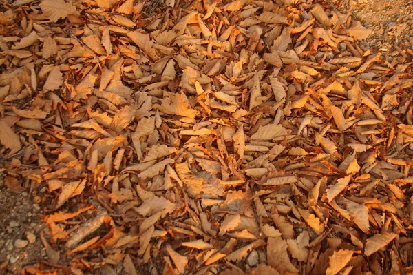 背景乾燥した秋は地面に残され — ストック写真