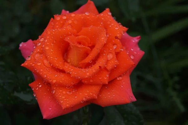 beautiful rose in morning dew