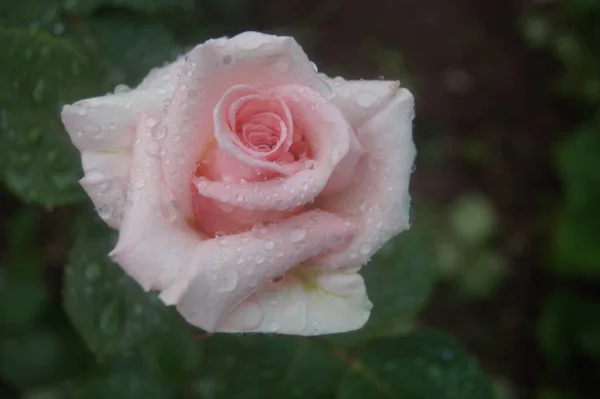 Beautiful Rose Morning Dew — Stock Photo, Image