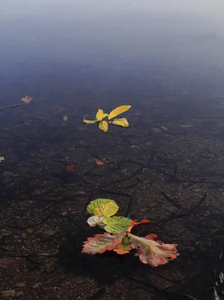 湖の水面に落ち葉 — ストック写真