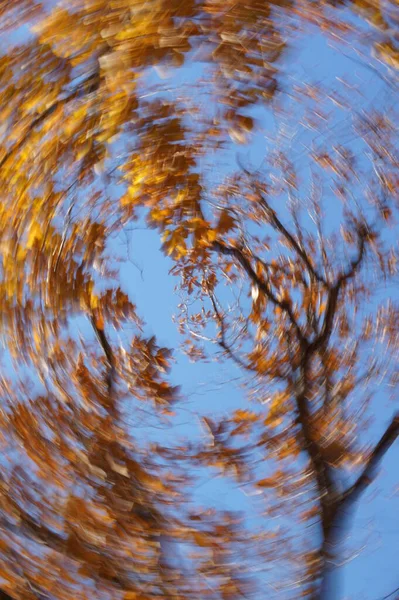autumn leaves swirling from the trees