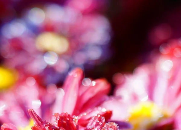 Chrysanthemenblüte Garten — Stockfoto