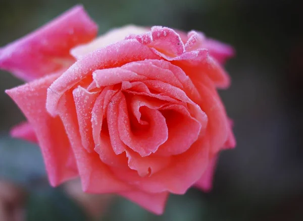 Schöne Rose Bei Kaltem Frost — Stockfoto