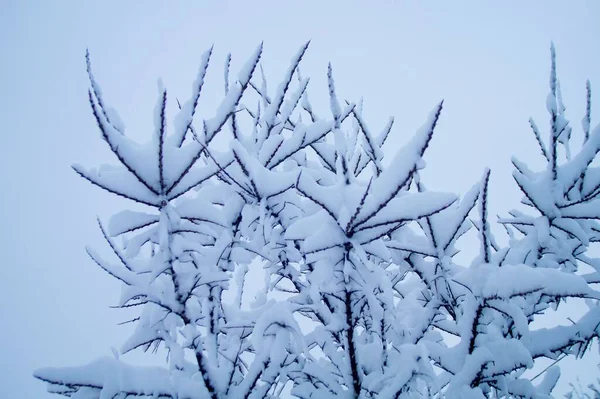 Nieve Esponjosa Ramas Árboles Espinosos —  Fotos de Stock