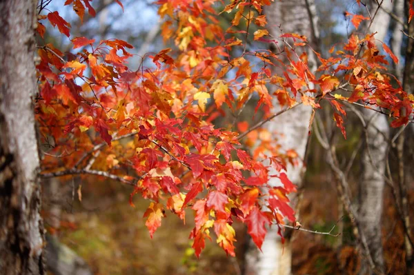 Ahornblätter Herbstwald — Stockfoto