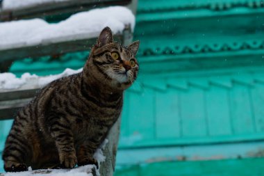 Kedi bir köy evindeki karlı merdivenlere tırmandı.