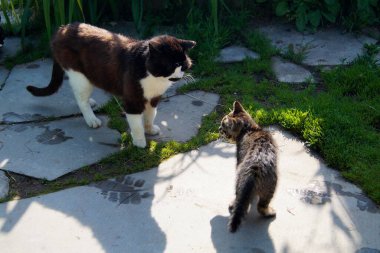 Yetişkin kedi ve kedi tanışır.