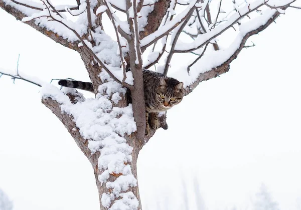 고양이는 눈덮인 나무에 올라갔다 — 스톡 사진