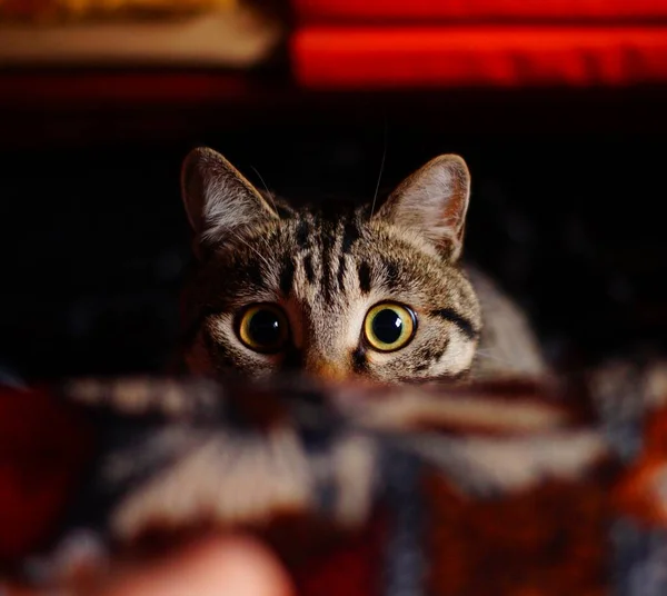 Die Katze Versteckte Sich Große Augen — Stockfoto