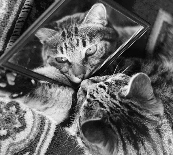 Gatto Ammira Suo Riflesso Nello Specchio — Foto Stock