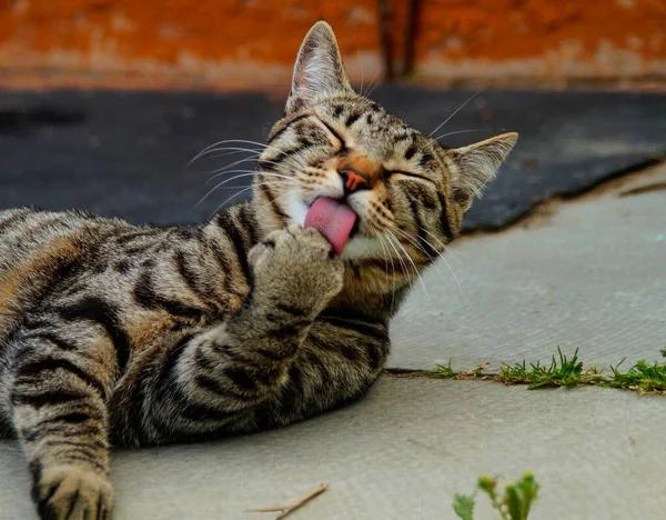 Katten Slickar Tungan Med Tungan — Stockfoto