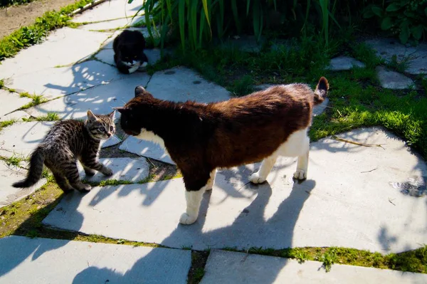 Adulto Gato Gatinho Atender — Fotografia de Stock