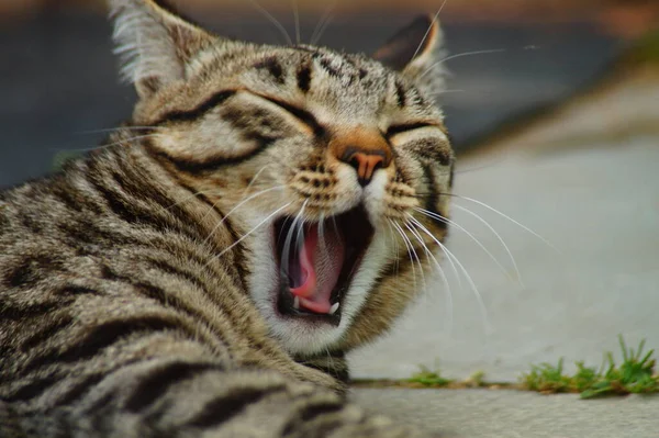 Gatto Grigio Svegliò Sbadiglia Ampiamente — Foto Stock