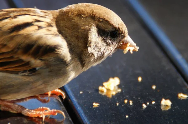 Pequeno Pássaro Pardal Comer Migalhas Almoço — Fotografia de Stock