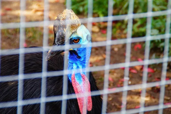 Dans Zoo Gros Oiseau Est Assis Dans Une Cage — Photo
