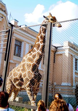 Bir zürafa, bir kuşhanenin ızgarasının içinden üzgündür.
