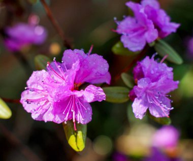 bahar çiçeği Labrador çayı yağmur damlalarında