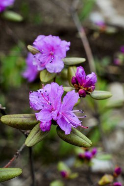 Çalılıklardaki ilk bahar leylağı gülü çiçek açtı.