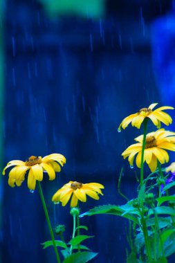 Sarı papatyalar yaz yağmurunda