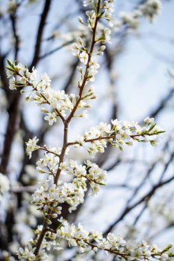 Bahar bahçesinde kar beyazı erik çiçekleri