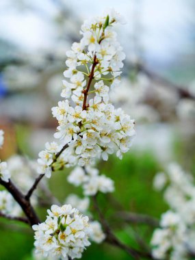Bahar bahçesinde kar beyazı erik çiçekleri