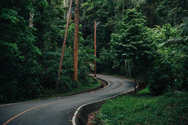 Curve Road Line Abundant Forest Tropical Forest Road Have Electric — Stock Photo, Image