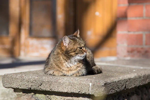 Gato de rua sentado no asfalto — Fotografia de Stock